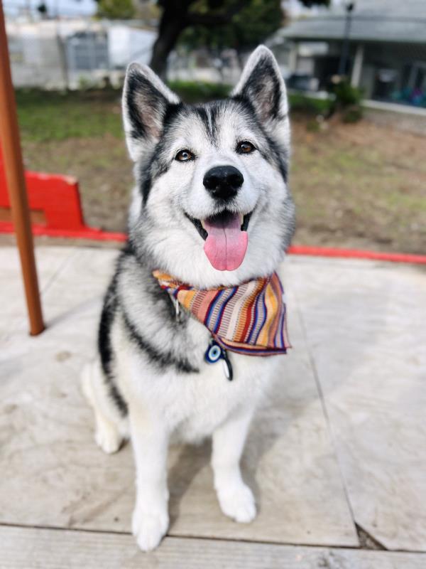 /Images/uploads/Friends of Seal Beach Animal Care Center/2025sbacc/entries/32085thumb.jpg
